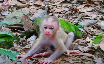 A fragile baby monkey named LYNX lies motionless in the forest, while his mother Liri cradles him in desperate, protective silence.