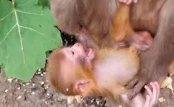 Tiny baby monkey trembling beneath ancient roots in Angkor Wat forest.