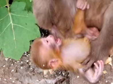 Heartbreaking yet hopeful: Baby monkey abandoned in Angkor Wat’s forest finds unlikely protector—an emotional story of resilience.