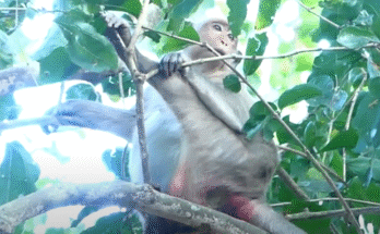 Moonlit Angkor Wat forest: Jinx the monkey cradles her newborn under ancient stones.