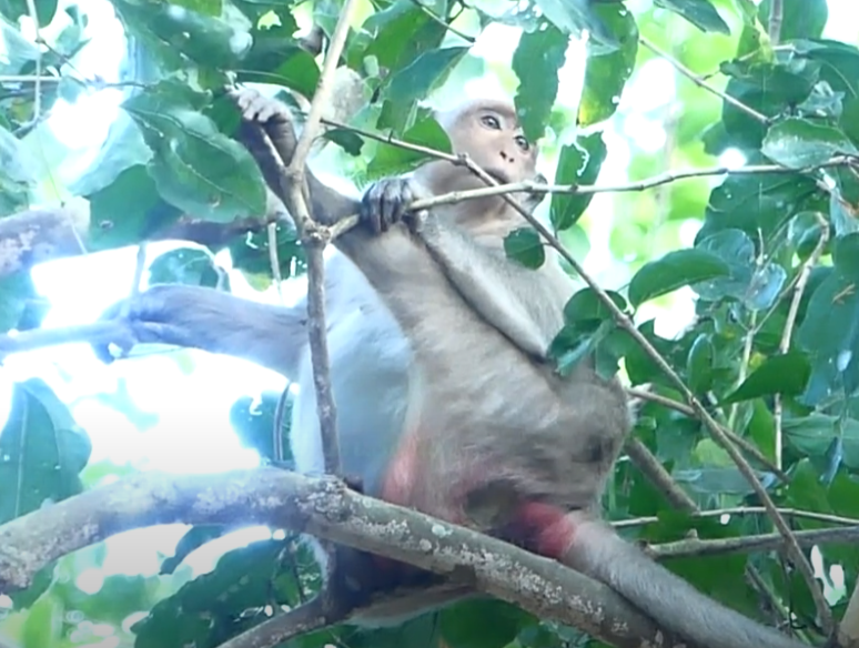 Newborn monkey born under Angkor Wat moonlight—real footage, heart-stopping, nature’s miracle