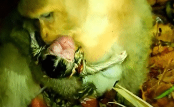 A wet monkey mother cradles her newborn on a rain-slicked forest floor, framed by shadowy temple ruins.