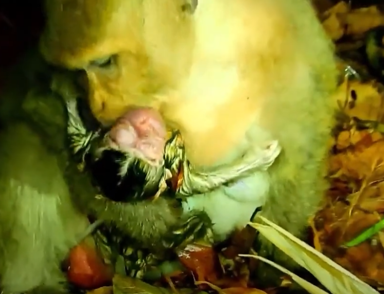 Heart-wrenching wildlife miracle under rain-soaked Cambodian ruins—emotional and rare.