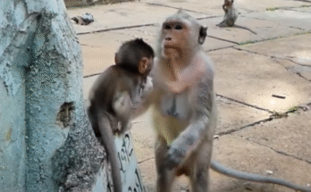 A baby monkey sits heartbroken on the mossy stones of Angkor Wat, looking up at his mother Malika after being rejected.