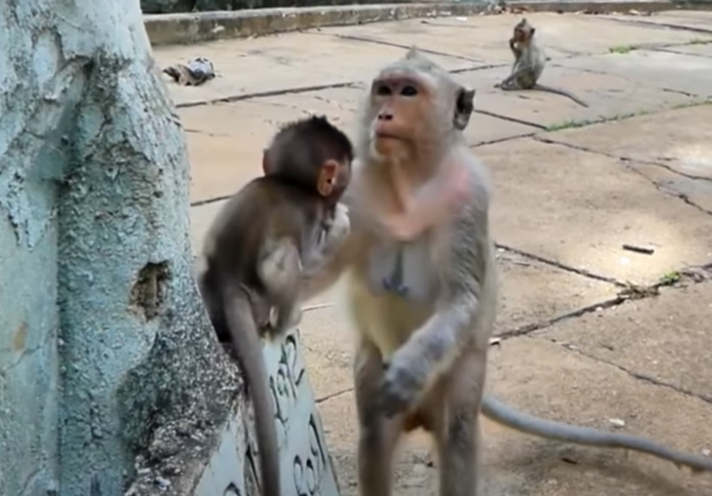 A baby monkey’s heartbreaking cry after being rejected by his mother in Angkor Wat—an emotional moment that has left millions in tears.
