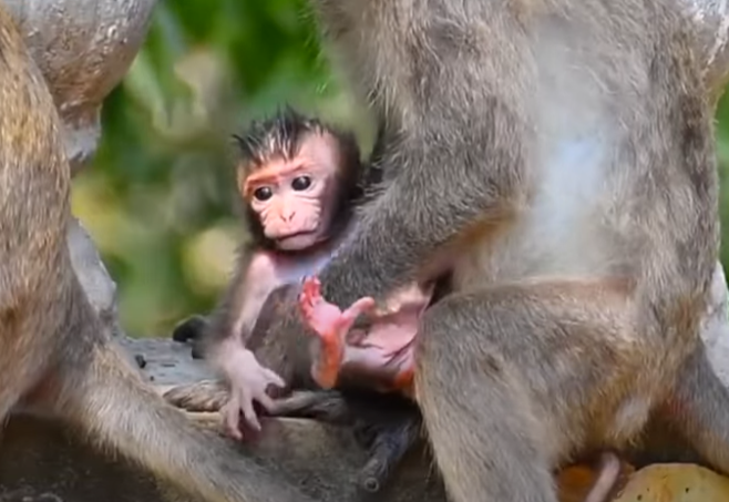 Adorable baby monkey resting peacefully in Angkor Wat’s forest—nature’s sweetest reminder to slow down, breathe, and heal from stress.