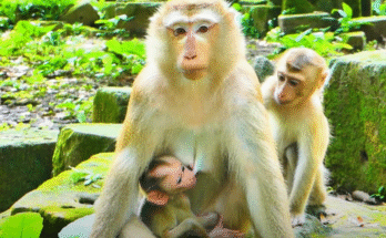 Jenifer gently grooming baby Lynx beneath the Angkor Wat forest canopy, moments before Luna intervenes.