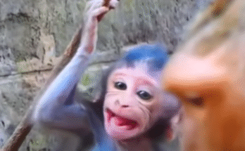 Baby monkey trapped among ancient stone roots in Angkor Wat, crying out as its mother turns away