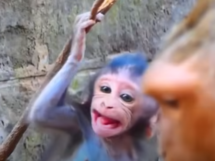 A heart-shattering moment in Angkor Wat: a baby monkey cries out in pain, ignored by the one it needs most.