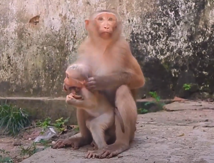 See the heartwarming moment when baby monkey Lucie’s gentle eyes capture the beauty of life in Angkor Wat’s jungle