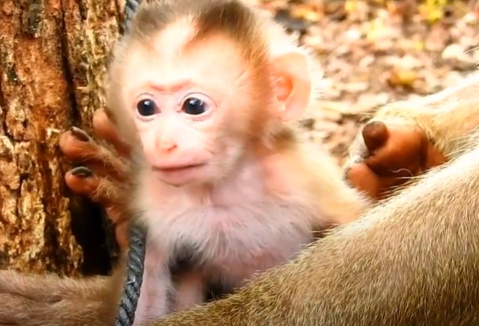 Newborn Angkor Wat Baby Monkey | So Soft & Sweet! Must-See Moment in Ancient Forest