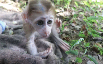 A tiny baby monkey named Robby nestled among ancient roots and moss by Angkor Wat, his wide eyes looking toward the camera.