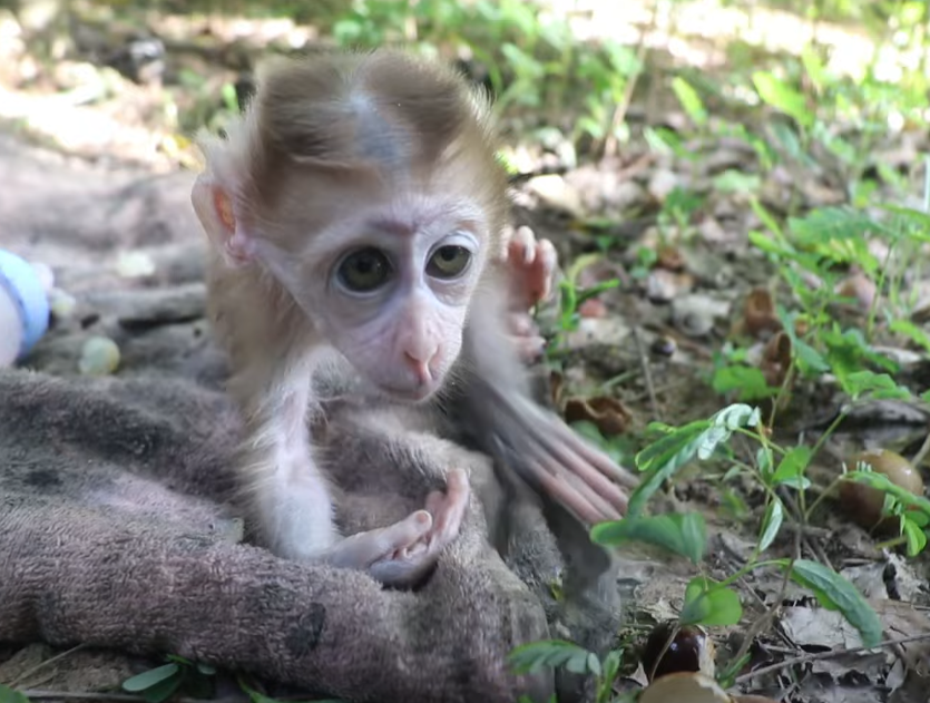Adorable baby monkey at Angkor Wat steals your heart—watch the touching moment of pure innocence in Cambodia’s jungle