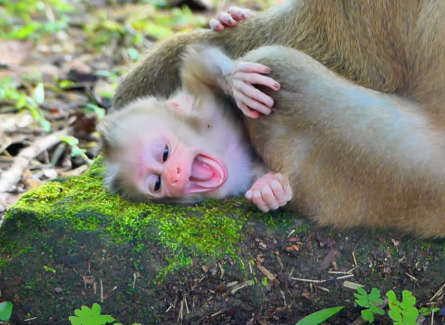Heartwarming: Baby Monkey Yawns Sweetly While Mom Nurtures in Hidden Angkor Forest.