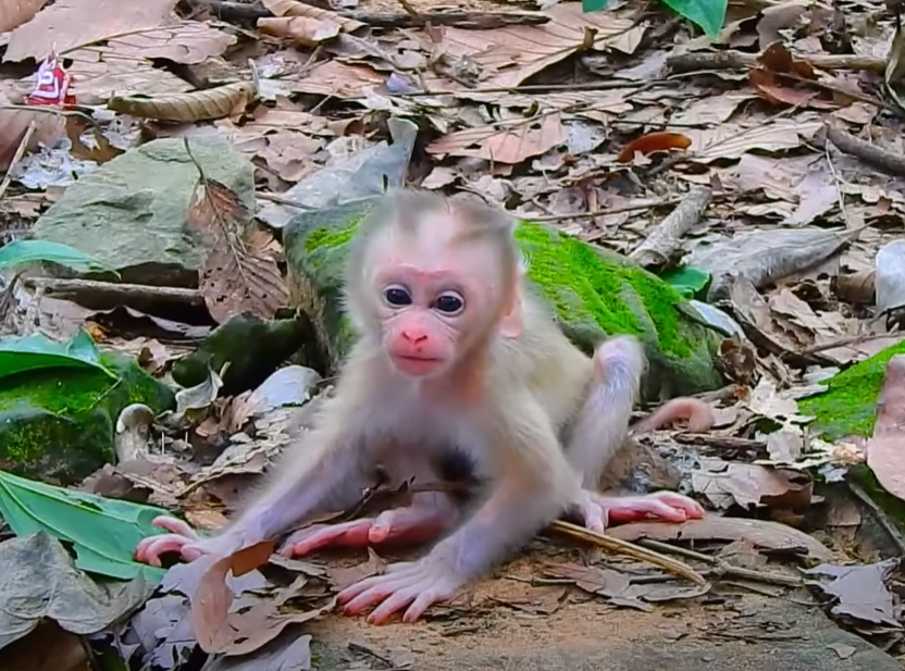 A baby monkey lies heartbreakingly still in his mother’s arms beneath Angkor Wat’s trees—until one tiny movement changes everything. Viewers can’t stop crying 💔🐒