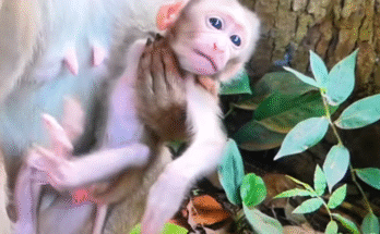 JUTA gently supports her baby’s wobbly first steps among the mossy temple stones at Angkor Wat.