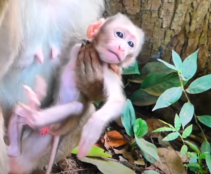 A heart-warming moment: JUTA encourages her baby’s first wobbly steps among Angkor’s ancient ruins—tender, inspiring, and unforgettable.