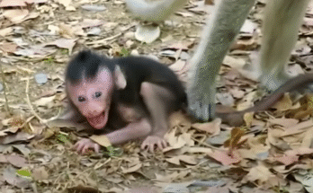 A tiny baby monkey trembles alone among the moss-covered ruins of Angkor Wat, reaching out for care and comfort after being abandoned by her mother.