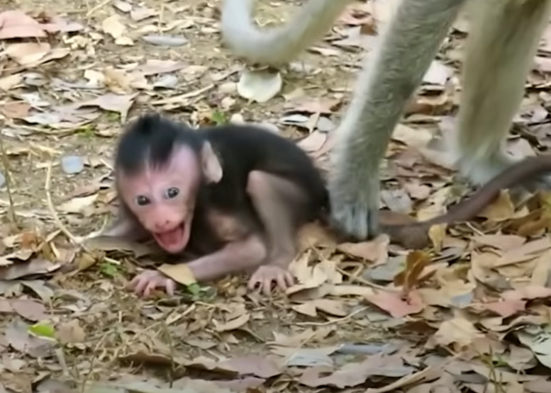 Baby monkey abandoned by her mother at Angkor Wat. Heartbreaking footage of survival, trust, and hope among ancient temple ruins. Must-watch emotional story for animal lovers and wildlife advocates.