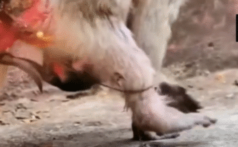 Newborn monkey held by mother in Angkor Wat forest, umbilical cord still attached.