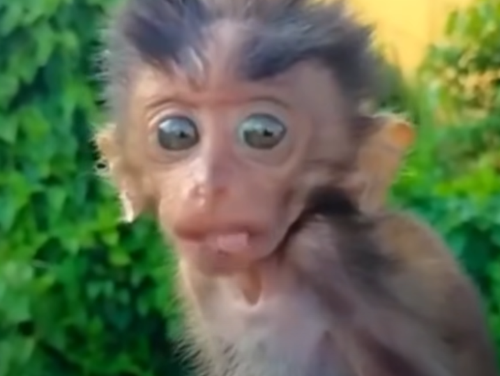 Witness the heart-wrenching moment a baby monkey is left alone in the Angkor Wat forest. Its terrified, confused face will pull at your heartstrings.