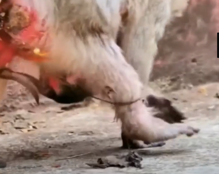 Dragged by Love: A Baby Monkey’s First Steps in the Shadow of Angkor Wat