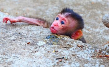 Rescue team feeding orphaned baby monkey