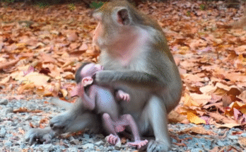 A baby monkey named Amelia clings to her mother’s fur under Angkor Wat’s ancient trees, her eyes wide with hunger and heartbreak.