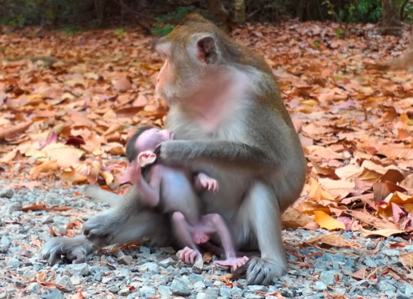 Amelia’s tiny face, eyes full of longing, rests against her mother’s shoulder—captured in soft morning light amid the Angkor forest. A portrait of heartbreak and hope.