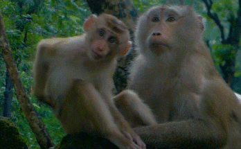 Caught on camera in Cambodia’s Angkor Wat forest: Libby and Lily can’t believe their friend’s daring climb after a hornbill! Watch this breathtaking real-life moment of wild curiosity, teamwork, and heartwarming friendship in nature’s most magical setting Libby, Lily, and Roka perched in the Angkor Wat forest canopy, gazing toward a hornbill flying through the morning light.