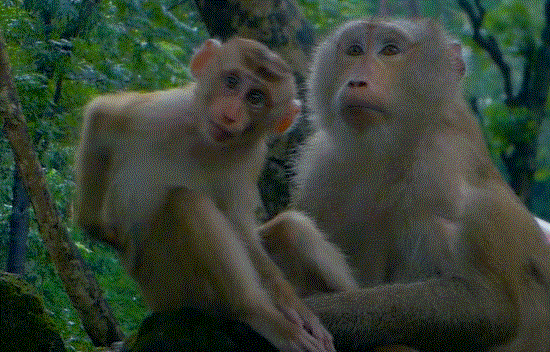 Libby, Lily, and Roka perched in the Angkor Wat forest canopy, gazing toward a hornbill flying through the morning light.