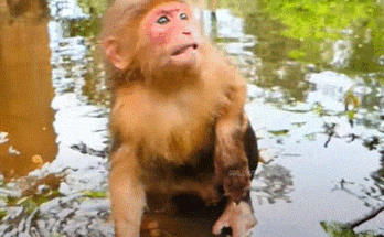 Baby monkey Baila walking on two legs in the shallow waters of Angkor Wat, her eyes shining with curiosity under golden morning light