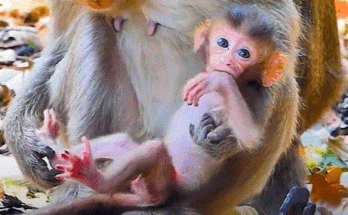 Baby monkey takes its first steps under the watchful guidance of its mother in the forest near Angkor Wat.
