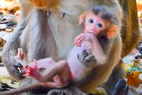 Baby monkey takes its first steps under the watchful guidance of its mother in the forest near Angkor Wat.