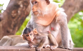 Baby monkey Berila holding tightly onto her mother’s back while walking through the misty forest of Angkor Wat, Cambodia.