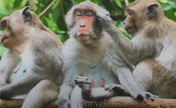 Sister confrontation in the forest at dusk around Angkor Wat, Cambodia
