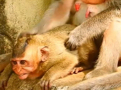 Baby macaque-pig hybrid screaming in arms of older mother, Angkor forest backdrop.