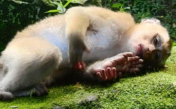 Rojo the young macaque sits quietly under the roots of a giant tree at Angkor Wat, holding dragon fruit in his hands.”