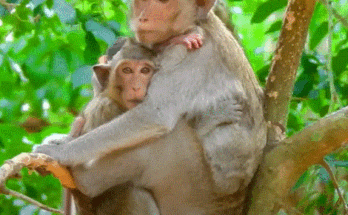 Young monkey showing jealousy and sadness as her mother lovingly holds a baby monkey in the Angkor Wat forest