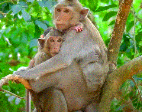 Young monkey showing jealousy and sadness as her mother lovingly holds a baby monkey in the Angkor Wat forest