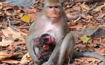 “A newborn baby monkey clings to its mother in the ancient forest of Angkor Wat, bathed in soft morning light.