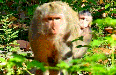 Baby monkey Jinx injured and comforted by his mother beneath the ancient Angkor Wat trees.