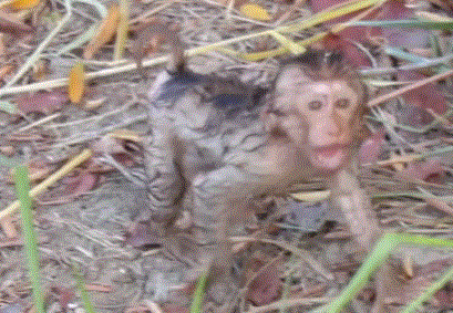 A baby monkey bravely learning to swim in the forest lake near Angkor Wat, Cambodia.
