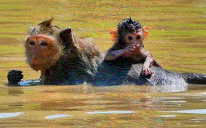 Baby monkey with only its head above water, swimming playfully in the Angkor Wat forest pond.
