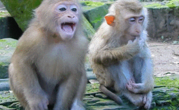 Baby monkey Barba crying loudly under the temple trees at Angkor Wat, his tiny face full of tears as he searches for his mother.