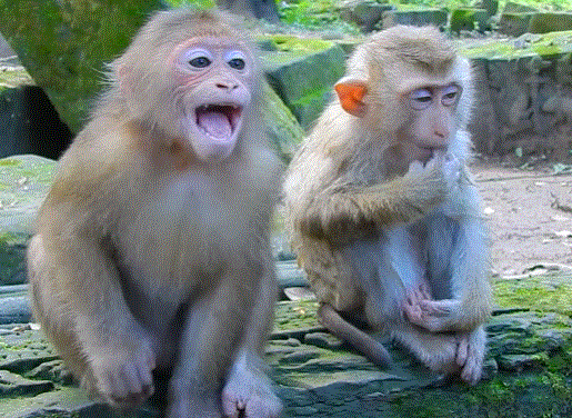 Baby monkey Barba crying loudly under the temple trees at Angkor Wat, his tiny face full of tears as he searches for his mother.