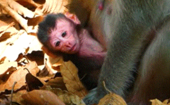 Mother monkey Anna lovingly cradling her newborn baby under the banyan tree in Angkor Wat forest.