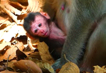 Mother monkey Anna lovingly cradling her newborn baby under the banyan tree in Angkor Wat forest.