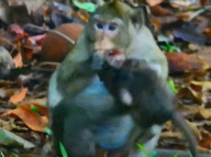 Baby monkey Robby looks up at his mother through teary eyes as golden sunlight filters through the ancient trees of Angkor Wat.