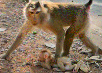 Mother ape Libby cradles baby Lily as tears stream down Lily’s face in Angkor forest